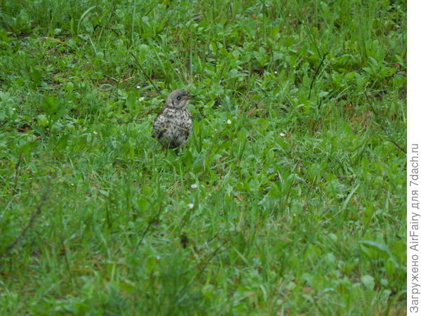 Птенец дрозда рябинника