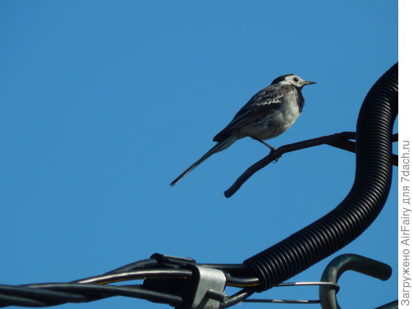 Трясогузка