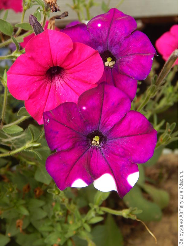 Вот первый кустик Доты вместе с Торнадо (сентябрь)