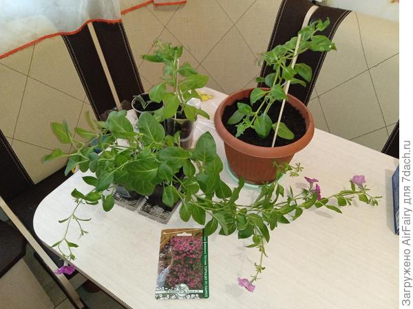 Апрельские петунии