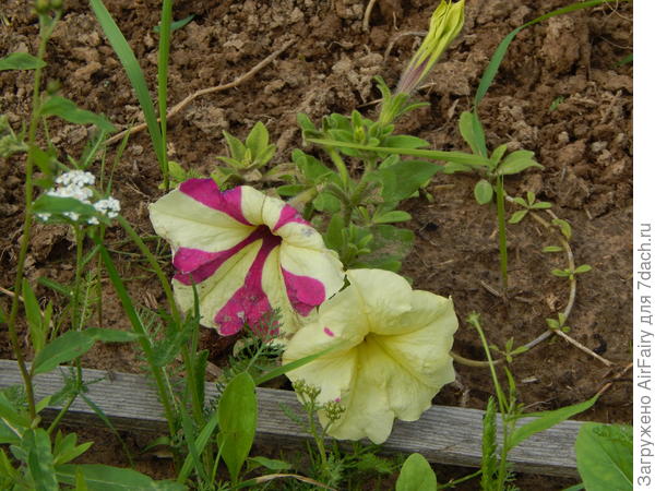 Софистика F1 Лайм Биколор