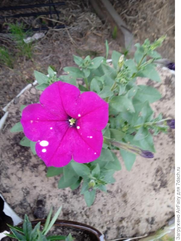 А это первый ее цветок