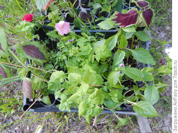 Рассада перед высадкой