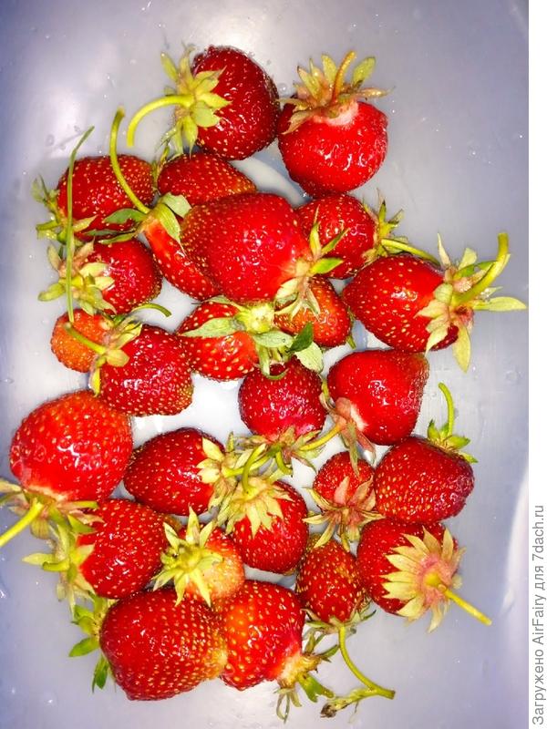 Первый урожай - 20 июня (рекордно рано для нас)