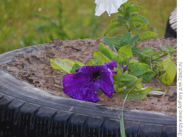 Цвет очень насыщенный, фиолетовый, но сложно передается по фото