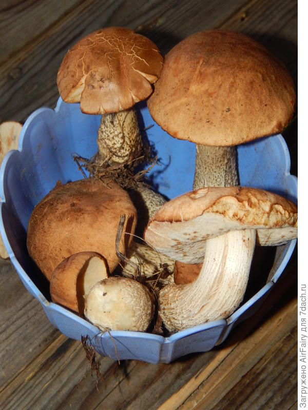 Подберезовики