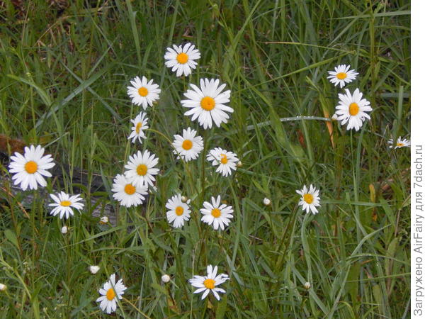 Ромашки насеялись самосевом