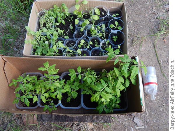 В верхней коробке, слева рассада капусты