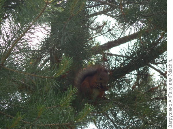 Наш лесной питомец