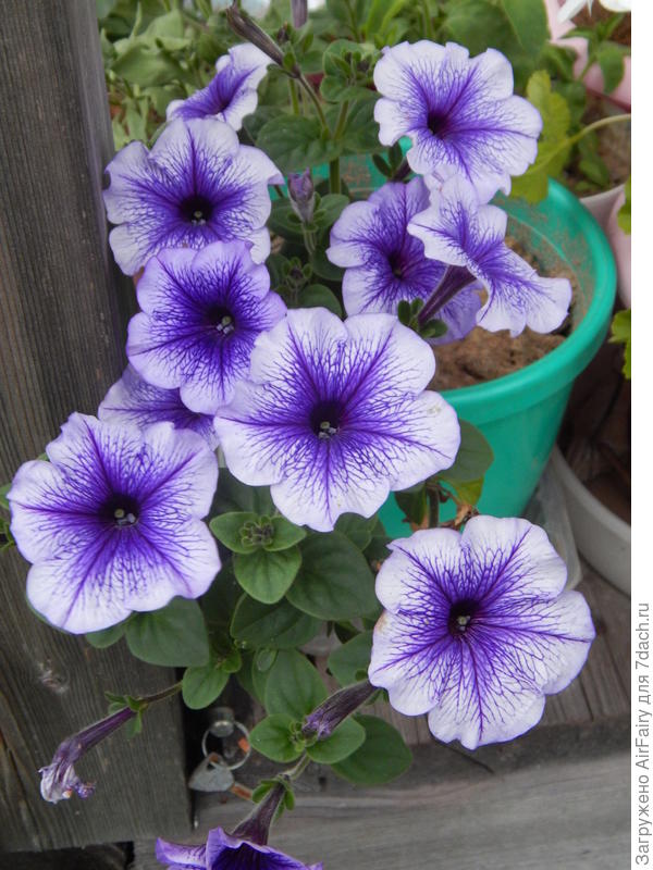 Петуния Нора