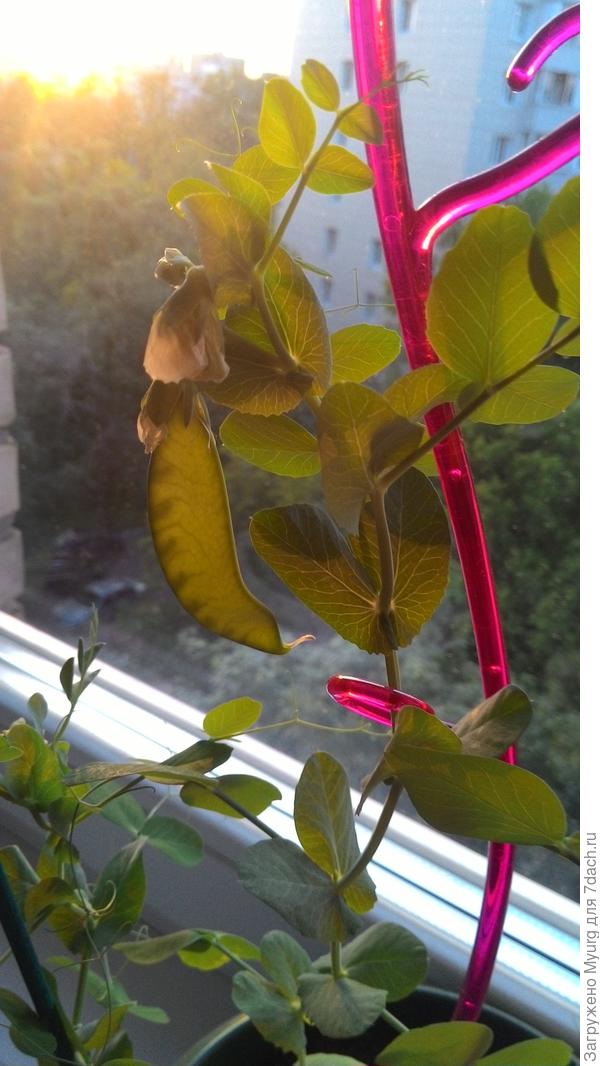 Горошек Сахарный 2 от Русского огорода подарил нам 3 стручка :))