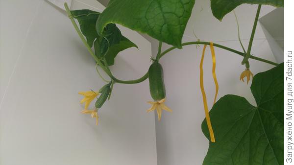 Огурчики Балконное чудо прекрасно чувтсвовали себя в 5-литровых бутылках.