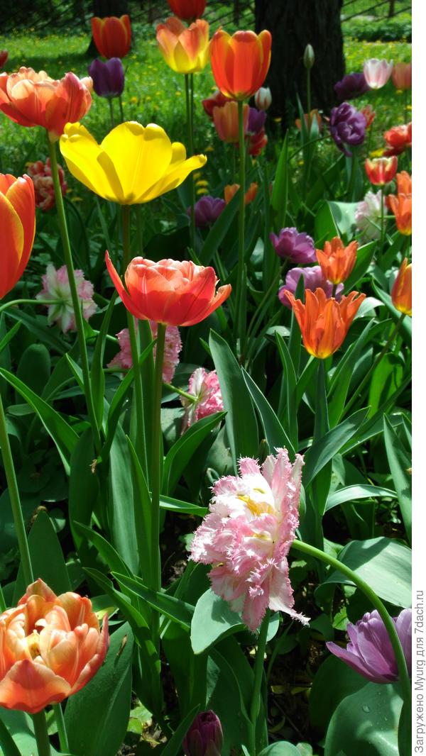 Цветы для именниников