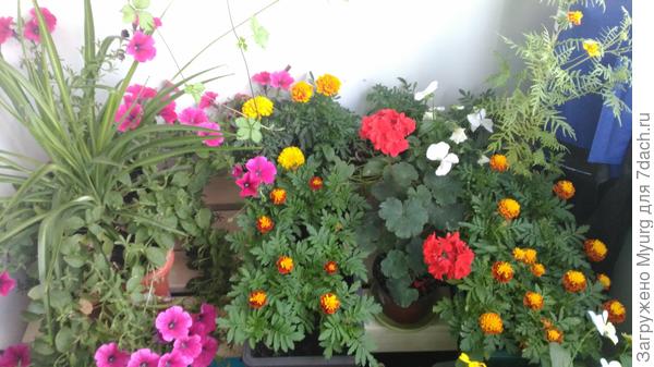 В правом углу высокий бархатец - это старшайн, в рыже-желтые - это Спрей. :)