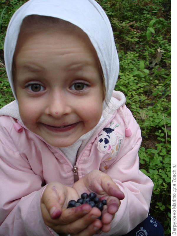 Любимая черничка)