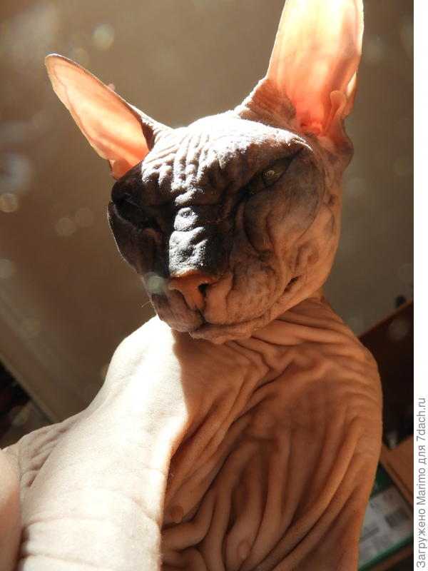 Селфи от котейки