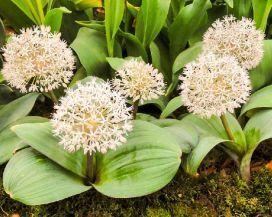 фото из и-нета.