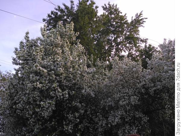 яблони в цвету весны творенье