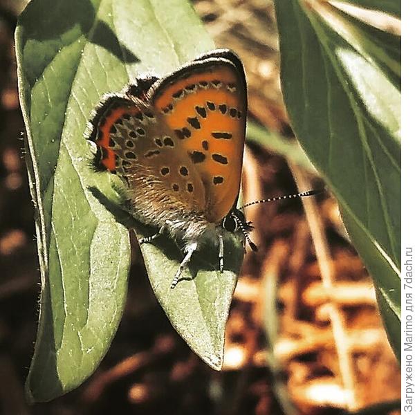 и в восхитительных штанах!