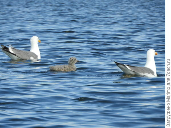семья на прогулке
