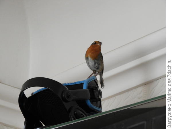 маленький лучик зари