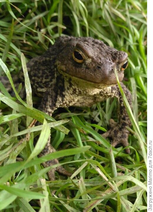 Еще одна лягушка...(ну ладно, жаба)