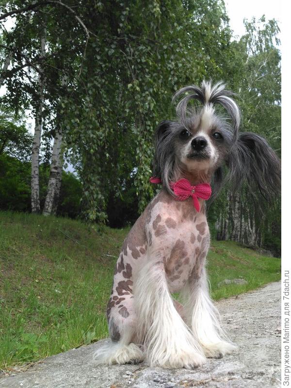 Верка-трусишка