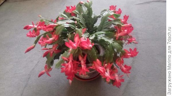 Мой декабрист сделал подарок на день рождения!