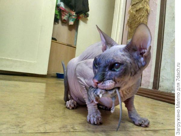 Угощайтесь!