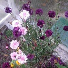 красная в уголочке.