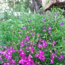 лобелия красная