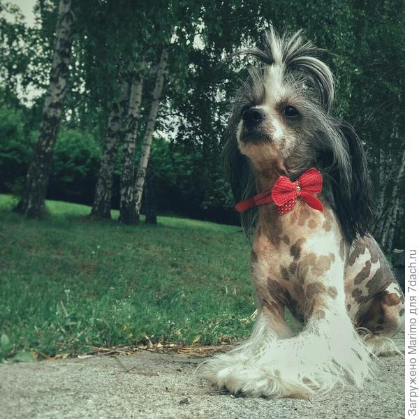 Наша Верка-Любимка