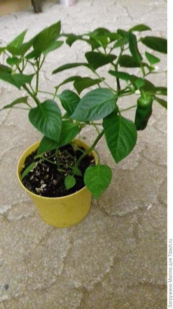 О, Кузя загрузился