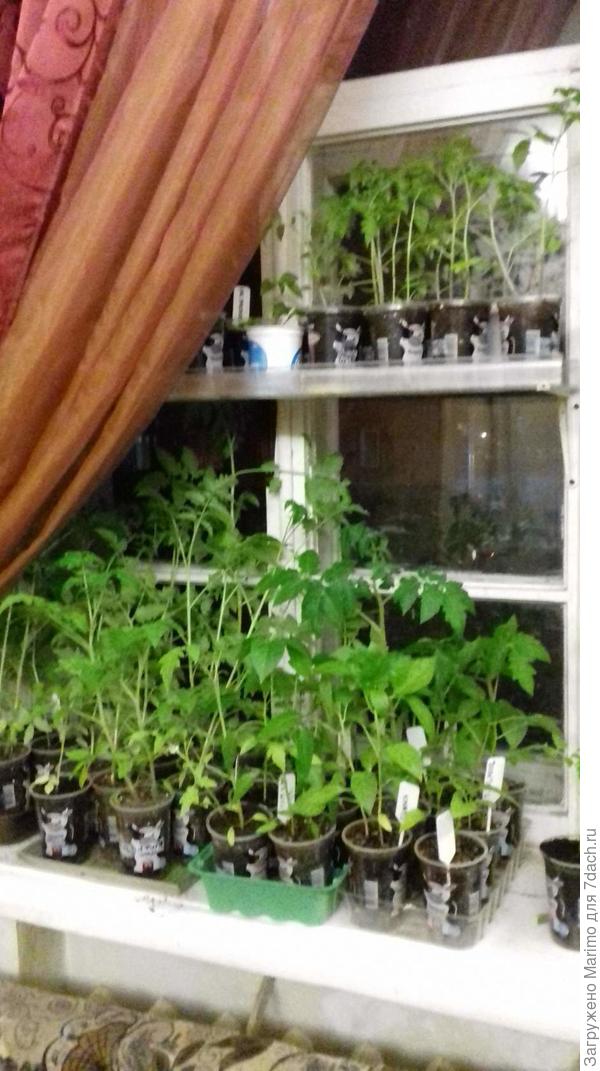 Мои помидорки-перчики