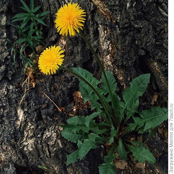 Можно я буду первым? Хоть и прошлогодним?