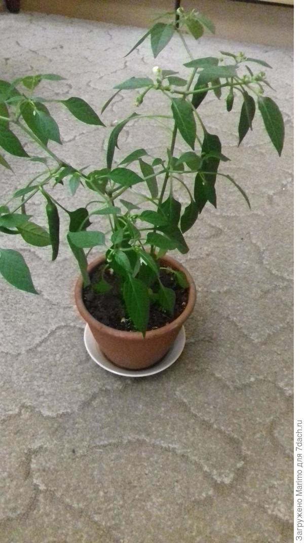 Ждем когда покраснеет