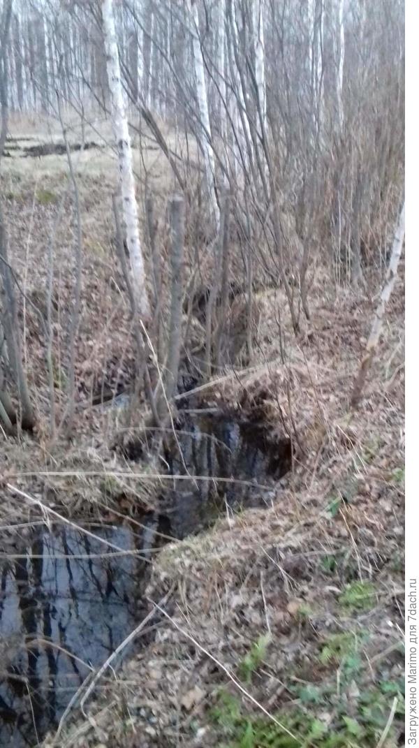 Этот ручей разделяет наш участок с соседским. Здесь еще  почти не трогали ничего. Такая картина с 2х сторон