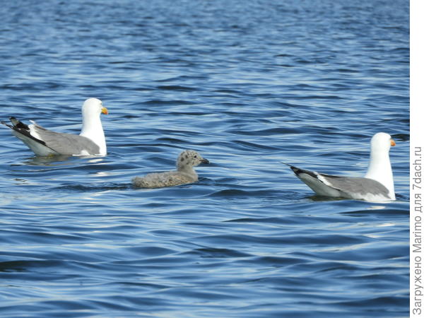 Чайки с чайничком или с чаинкой?