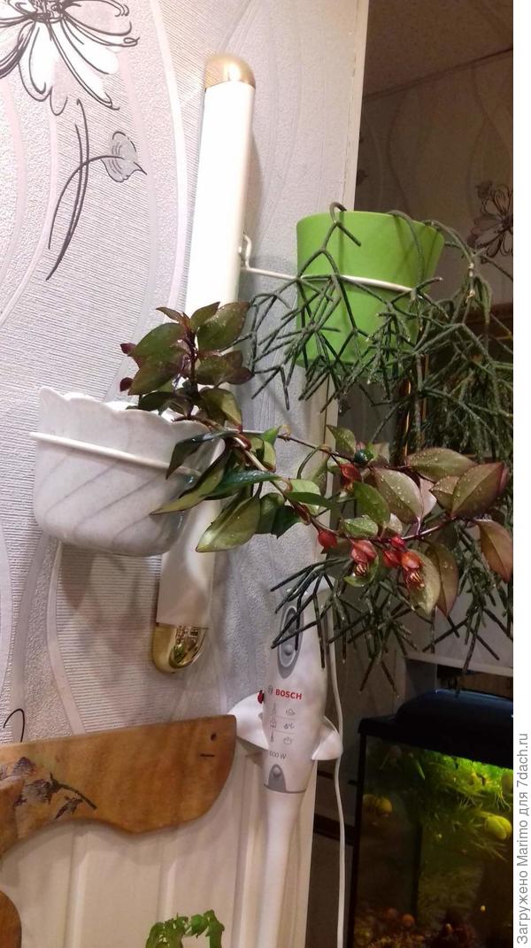 рипсалис с ро