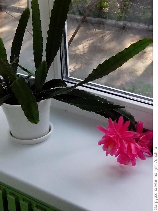 кактус