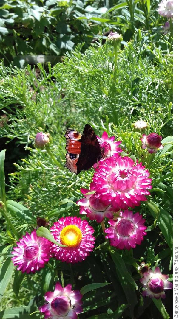 Побольше солнечных дней!