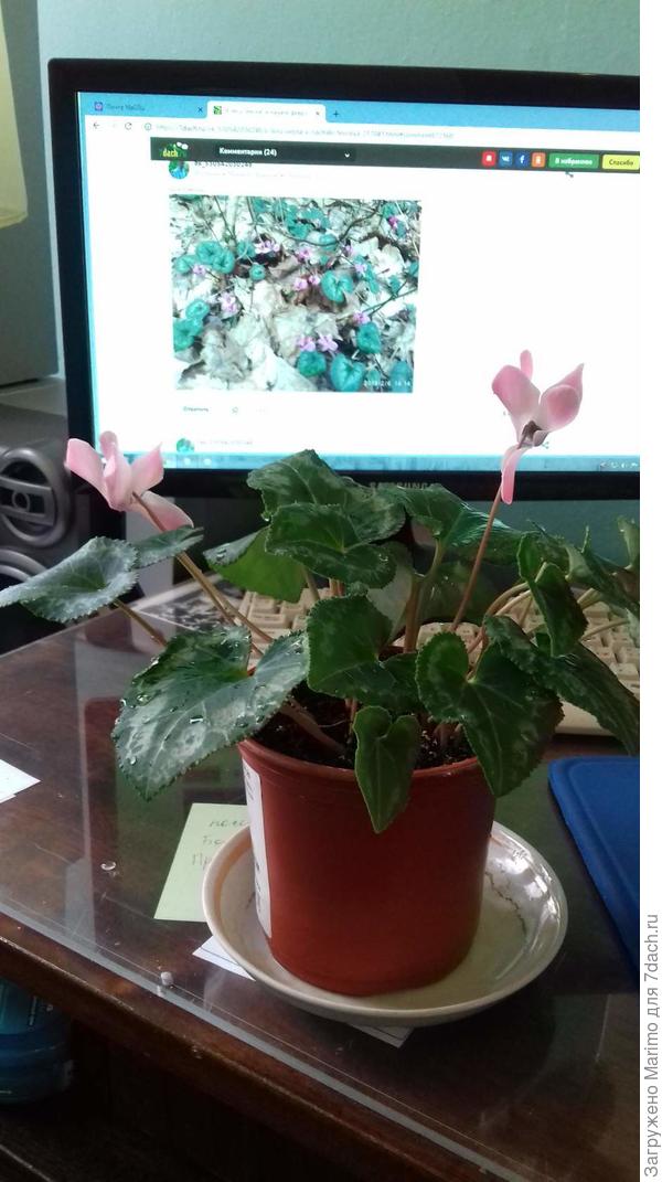 Цветут, но совсем не пахнут