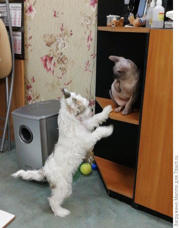 Учим хорошим манерам