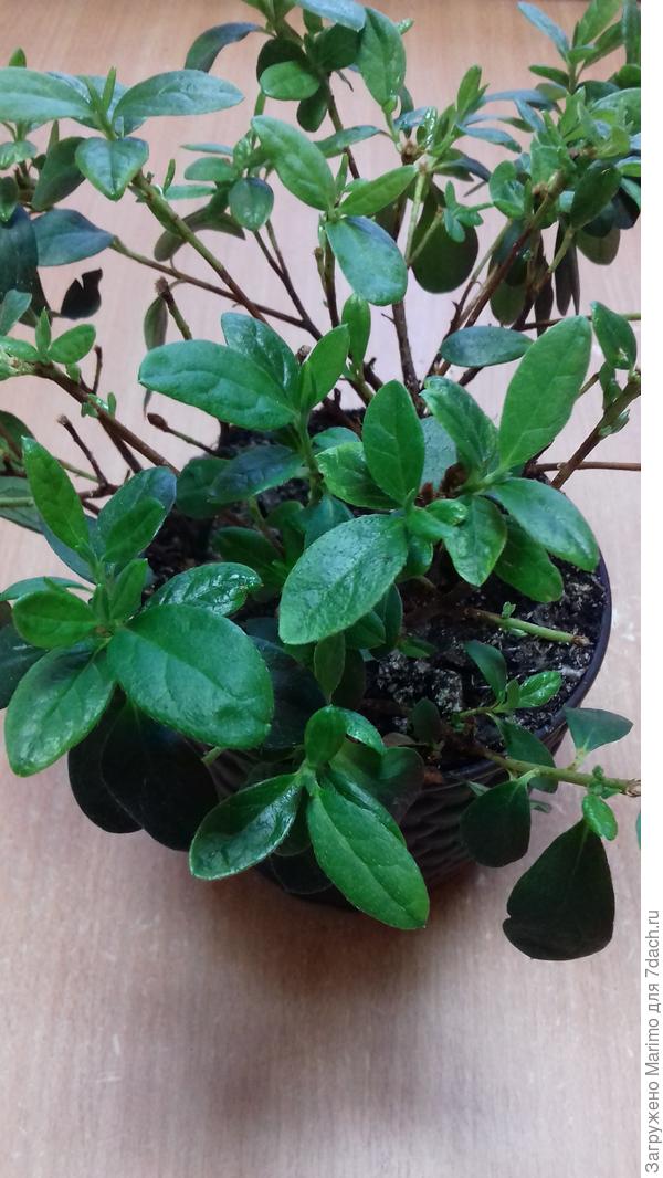 Мой найденыш