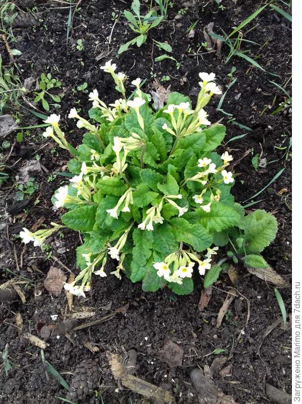 А примула у меня скорее желтая, чем белая