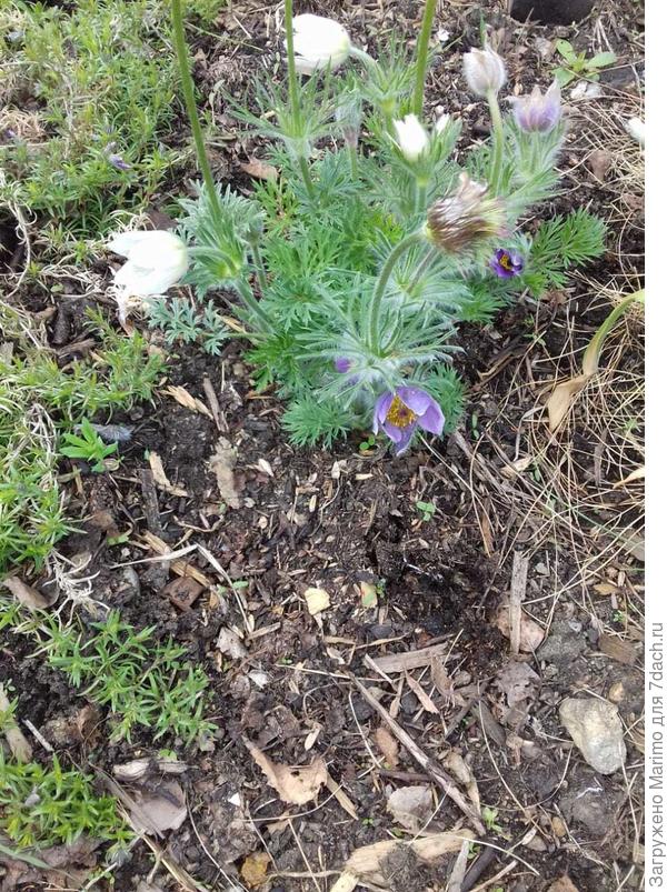 В правом углу нежно-фиолетовый