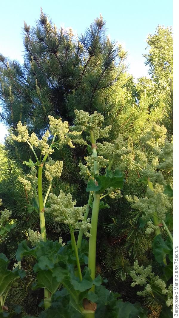 Ревень. Взлетая выше кедра1