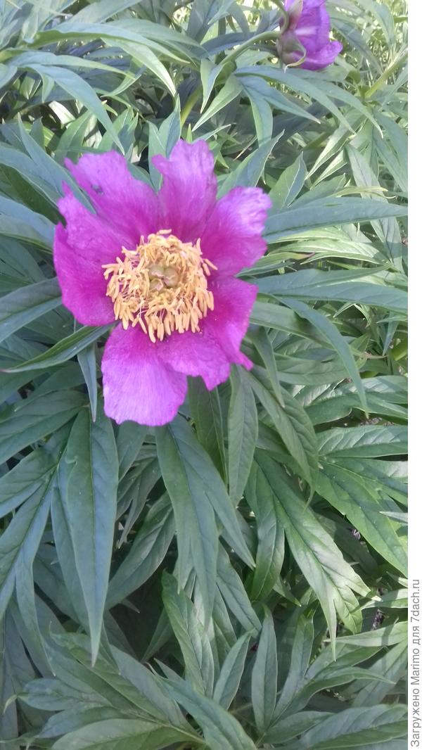 Я уже купила весной прутик вишенки. посмотрю.