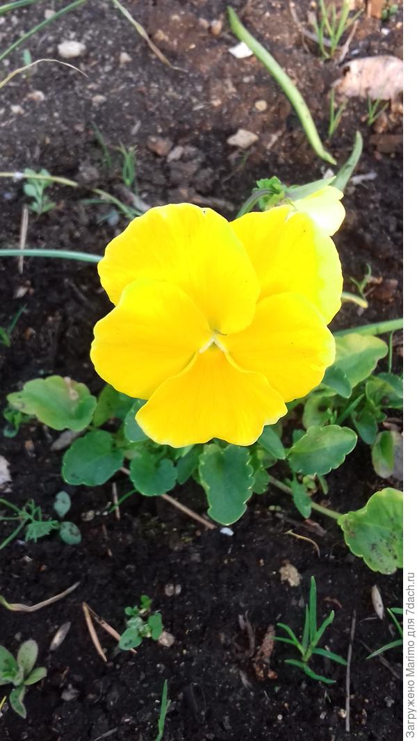 Анютка- самосейка.