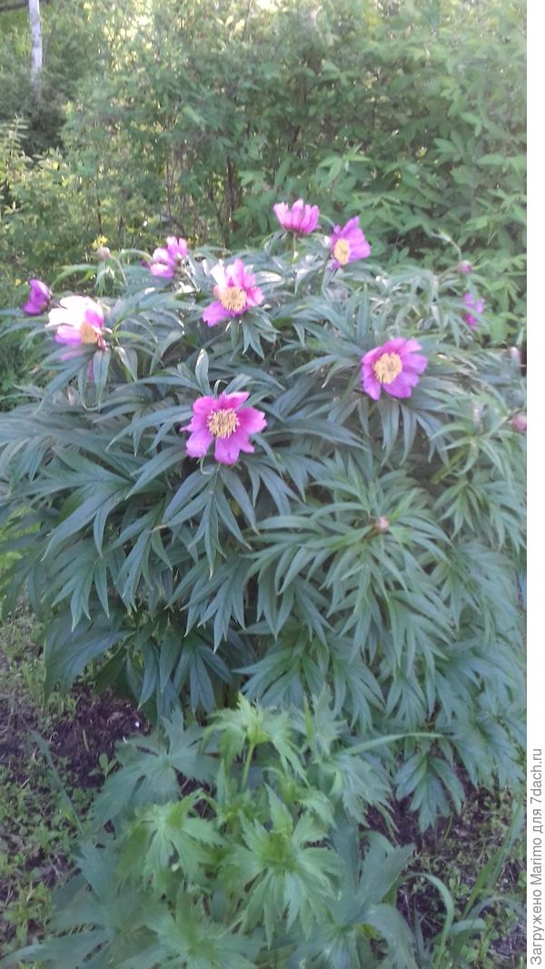 Пион уклоняющийся